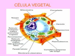 CÉLULA VEGETAL
 
