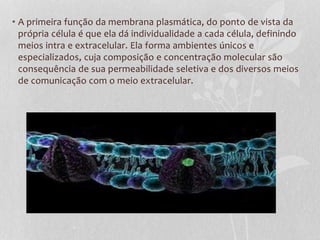 • A primeira função da membrana plasmática, do ponto de vista da
própria célula é que ela dá individualidade a cada célula, definindo
meios intra e extracelular. Ela forma ambientes únicos e
especializados, cuja composição e concentração molecular são
consequência de sua permeabilidade seletiva e dos diversos meios
de comunicação com o meio extracelular.
 