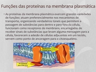 Funções das proteínas na membrana plasmática
• As proteínas da membrana plasmática exercem grandes variedades
de funções: atuam preferencialmente nos mecanismos de
transporte, organizando verdadeiros túneis que permitem a
passagem de substâncias para dentro e para fora da célula,
funcionam como receptores de membrana, encarregadas de
receber sinais de substâncias que levam alguma mensagem para a
célula, favorecem a adesão de células adjacentes em um tecido,
servem como ponto de ancoragem para o citoesqueleto.
 