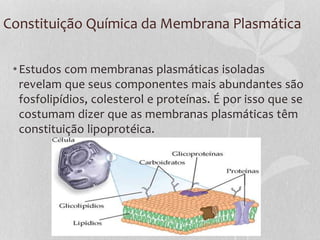 Constituição Química da Membrana Plasmática
•Estudos com membranas plasmáticas isoladas
revelam que seus componentes mais abundantes são
fosfolipídios, colesterol e proteínas. É por isso que se
costumam dizer que as membranas plasmáticas têm
constituição lipoprotéica.
 