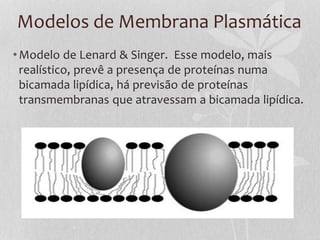 Modelos de Membrana Plasmática
•Modelo de Lenard & Singer. Esse modelo, mais
realístico, prevê a presença de proteínas numa
bicamada lipídica, há previsão de proteínas
transmembranas que atravessam a bicamada lipídica.
 