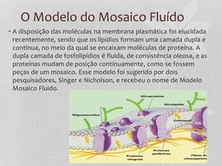 O Modelo do Mosaico Fluído
• A disposição das moléculas na membrana plasmática foi elucidada
recentemente, sendo que os lipídios formam uma camada dupla e
contínua, no meio da qual se encaixam moléculas de proteína. A
dupla camada de fosfolipídios é fluida, de consistência oleosa, e as
proteínas mudam de posição continuamente, como se fossem
peças de um mosaico. Esse modelo foi sugerido por dois
pesquisadores, Singer e Nicholson, e recebeu o nome de Modelo
Mosaico Fluido.
 