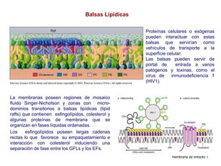 La membranas poseen regiones de mosaico
fluido Singer-Nicholson y zonas con micro-
dominios transitorios o balsas lipídicas (lipid
rafts) que contienen esfingolípidos, colesterol y
algunas proteínas de membrana que se
organizan en fases líquidas ordenadas.
Los esfingolípidos poseen largas cadenas
rectas lo que favorece su empaquetamiento e
interacción con colesterol induciendo una
separación de fase entre los GFLs y los EFs.
Balsas Lipídicas
Proteínas celulares o exógenas
pueden interactuar con estas
balsas que servirían como
vehículos de transporte a la
superficie celular.
Las balsas pueden servir de
portal de entrada a varios
patógenos y toxinas, como el
virus de inmunodeficiencia 1
(HIV1).
membrana de linfocito T
 