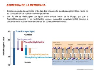 • Existe un grado de asimetría entre las dos hojas de la membrana plasmática, tanto en
su composición de lípidos como de proteínas.
• Los FL no se distribuyen por igual entre ambas hojas de la bicapa, ya que la
fosfatidiletanolamina y los fosfolípidos ácidos (cargados negativamente) tienden a
ubicarse en la hoja de las membranas en contacto con el citosol.
ASIMETRIA DE LA MEMBRANA
 
