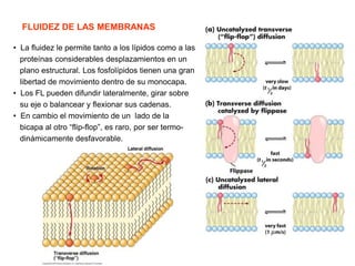 • La fluidez le permite tanto a los lípidos como a las
proteínas considerables desplazamientos en un
plano estructural. Los fosfolípidos tienen una gran
libertad de movimiento dentro de su monocapa.
• Los FL pueden difundir lateralmente, girar sobre
su eje o balancear y flexionar sus cadenas.
• En cambio el movimiento de un lado de la
bicapa al otro “flip-flop”, es raro, por ser termo-
dinámicamente desfavorable.
FLUIDEZ DE LAS MEMBRANAS
 