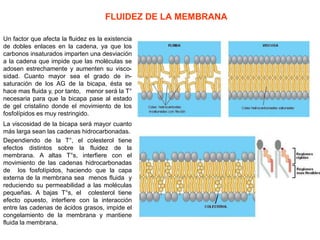 FLUIDEZ DE LA MEMBRANA
Un factor que afecta la fluidez es la existencia
de dobles enlaces en la cadena, ya que los
carbonos insaturados imparten una desviación
a la cadena que impide que las moléculas se
adosen estrechamente y aumenten su visco-
sidad. Cuanto mayor sea el grado de in-
saturación de los AG de la bicapa, ésta se
hace mas fluida y, por tanto, menor será la T°
necesaria para que la bicapa pase al estado
de gel cristalino donde el movimiento de los
fosfolípidos es muy restringido.
La viscosidad de la bicapa será mayor cuanto
más larga sean las cadenas hidrocarbonadas.
Dependiendo de la T°, el colesterol tiene
efectos distintos sobre la fluidez de la
membrana. A altas T°s, interfiere con el
movimiento de las cadenas hidrocarbonadas
de los fosfolípidos, haciendo que la capa
externa de la membrana sea menos fluida y
reduciendo su permeabilidad a las moléculas
pequeñas. A bajas T°s, el colesterol tiene
efecto opuesto, interfiere con la interacción
entre las cadenas de ácidos grasos, impide el
congelamiento de la membrana y mantiene
fluida la membrana.
 