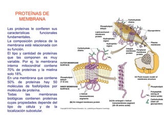 PROTEÍNAS DE
MEMBRANA
Las proteínas le confieren sus
características funcionales
fundamentales.
La composición proteica de la
membrana está relacionada con
su función.
El tipo y cantidad de proteínas
que las componen es muy
variable. Por ej. la membrana
interna mitocondrial contiene
70% de proteínas y la mielina
solo 18%.
En una membrana que contiene
50% de proteínas hay 50
moléculas de fosfolípidos por
molécula de proteína.
Todas las membranas
biológicas contienen proteínas
cuyas propiedades depende del
tipo de célula y de la
localización subcelular.
 