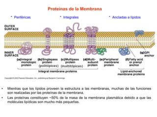 Proteínas de la Membrana
* Periféricas * Integrales * Ancladas a lípidos
• Mientras que los lípidos proveen la estructura a las membranas, muchas de las funciones
son realizadas por las proteínas de la membrana.
• Las proteínas constituyen ~50% de la masa de la membrana plasmática debido a que las
moléculas lipídicas son mucho más pequeñas.
 