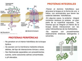 PROTEÍNAS INTEGRALES
-Tienen el dominio hidrofóbico que
atravieza la bicapa en la forma de una α
hélice, con aminoácidos que tienen las
cadenas laterales hidrofóbicas.
-En algunos casos, la proteína integral
contienen residuos no polares en gran
parte de su superficie expuesta , las
mismas que se integran al interior de la
bicapa donde interaccionan con las
colas hidrocarbonas de los fosfolípidos,
-Se separan con procedimientos
relativamente drásticos: detergentes o
solventes.
PROTEÍNAS PERIFÉRICAS
- No penetran en el interior hidrofóbico de la bicapa
lipídica.
- Se asocian con la membrana mediante enlaces
débiles, del tipo de interacciones iónicas u otras.
- Son fácilmenete separables con procedimientos
suaves, como soluciones salinas concentradas
o pH elevados.
 