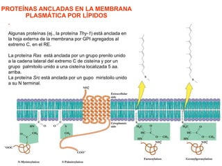 .
Algunas proteínas (ej., la proteína Thy-1) está anclada en
la hoja externa de la membrana por GPI agregados al
extremo C, en el RE.
La proteína Ras está anclada por un grupo prenilo unido
a la cadena lateral del extremo C de cisteína y por un
grupo palmitoilo unido a una cisteína localizada 5 aa.
arriba.
La proteína Src está anclada por un gupo miristoilo unido
a su N terminal.
PROTEÍNAS ANCLADAS EN LA MEMBRANA
PLASMÁTICA POR LÍPIDOS
 