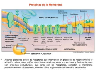 MEDIO EXTRACELULAR
(cytoskeletal pro-
teins beneatch
the plasma
membrane)
PROTEINA DE
ADHESION
Cadena
oligosacárida
Fosfolípido
Colesterol
BICAPA
LIPIDICA
PROTEINA DE
RECONOCIMIENTO
PROTEINA
RECEPTORA
CITOPLASMA
MEMBRANA PLASMATICA
(area of
enlargment)
PROTEINAS DE TRANSPORTE
proteína
canal
abierta
Proteína
canal
gated
(abierta)
Proteína de
transporte
activo
Proteína
canal
(cerrada)
Proteínas de la Membrana
• Algunas proteínas sirven de receptores que intervienen en procesos de reconocimiento y
adhesión celular, otras actúan como transportadores, otras son enzimas y, finalmente otras
son proteínas estructurales, que junto con los receptores, conectan la membrana
plasmática con el citoesqueleto, con otra célula adyacente o con la matriz extracelular.
 