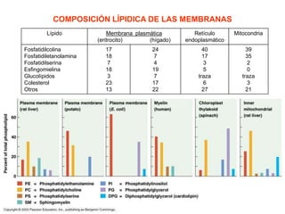 COMPOSICIÓN LÍPIDICA DE LAS MEMBRANAS
Lípido Membrana plasmática
(eritrocito) (hígado)
Retículo
endoplasmático
Mitocondria
Fosfatidilcolina
Fosfatidiletanolamina
Fosfatidilserina
Esfingomielina
Glucolípidos
Colesterol
Otros
17
18
7
18
3
23
13
24
7
4
19
7
17
22
40
17
3
5
traza
6
27
39
35
2
0
traza
3
21
 