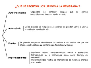 ¿QUÉ LE APORTAN LOS LÍPIDOS A LA MEMBRANA ?
Autoensamblaje Capacidad de construir bicapas que se cierran
espontáneamente  en medio acuoso
Autosellado
Si las bicapas se rompen o se separan, se pueden volver a unir 
endocitosis, exocitosis, etc.
Fluidez Se pueden desplazar lateralmente  debido a las fuerzas de Van der
Waals, electrostáticas  confiere gran flexibilidad y fluidez.
Impermeabilidad
Imprimen relativa impermeabilidad frente a sustancias
hidrosolubles  la membrana actúa como barrera de
contención.
Impermeabilidad relativa  intercambios de materia y energía
a su través.
 