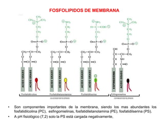 FOSFOLIPIDOS DE MEMBRANA
• Son componentes importantes de la membrana, siendo los mas abundantes los
fosfatidilcolina (PC), esfingomielinas, fosfatidiletanolamina (PE), fosfatidilserina (PS).
• A pH fisiológico (7,2) solo la PS está cargada negativamente,
 