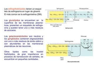 Los esfingofosfolípidos tienen un esque-
leto de esfingosina en lugar de glicerol.
El más común es la esfingomielina (SM).
Los glucolípidos se encuentran en la
superficie de las membranas plasmá-
ticas, presentan un esqueleto de esfingo-
sina y pueden tener uno o más residuos
de azúcares.
Los galactocerebrósidos son neutros y
los gangliósidos contienen oligosacáridos
con uno o más residuos de ácido siálico y
son abundantes en las membranas
plasmáticas de las neuronas.
Otros lípidos como los inositol
fosfolípidos, de gran importancia en
procesos de transducción de señales, se
encuentran en pequeñas cantidades.
 