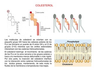 Las moléculas de colesterol se orientan con su
pequeño grupo OH hacia las cabezas polares de los
FLs (se formaría un puente de H entre OH y el O de
grupos C=O) mientras que los anillos esteroidales
interactúan con las cadenas hidrocarbonadas.
El colesterol restringe el movimiento de las cadenas
de los FLs en la zona cercana a los grupos polares y
hace a la membrana menos deformable o mas rígida.
Por otra parte, la inserción del colesterol interfiere
con la interacción entre cadenas hidrocarbonadas de
los ácidos grasos, manteniendo, de este modo la
fluidez de la membrana a temperaturas mas bajas.
COLESTEROL
 