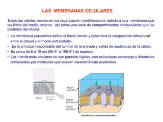 Todas las células mantienen su organización morfofuncional debido a una membrana que
las limita del medio externo, así como una serie de compartimientos intracelulares que los
delimitan del citosol.
LAS MEMBRANAS CELULARES
• La membrana plasmática define el límite celular y determina la composición diferencial
entre el citosol y el medio extracelular.
• Es la principal responsable del control de la entrada y salida de sustancias de la célula.
• Es cerca de 6 a 10 nm (60 A° a 100 A°) de espesor.
• Las membranas celulares no son paredes rígidas; son estructuras complejas y dinámicas
compuestas por moléculas que poseen características especiales.
 