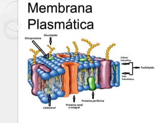Membrana
Plasmática
 