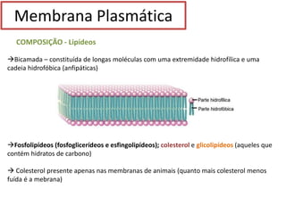 Membrana Plasmática.pptx