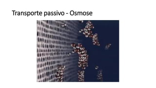Transporte passivo - Osmose
 