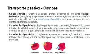 Transporte passivo - Osmose
• Célula animal – Quando a célula animal encontra-se em uma solução
isotônica (solução que apresenta mesma concentração do que o interior da
célula), a água flui entre a membrana plasmática na mesma proporção para
dentro e para fora da célula.
• Em solução hipotônica (solução que apresenta concentração menor do que o
interior da célula), ocorrerá uma entrada de grande quantidade de água por
osmose na célula, o que vai levá-la a uma lise (rompimento da membrana).
• Em solução hipertônica (solução que apresenta concentração maior do que o
interior da célula), ela irá perder água por osmose para o ambiente e irá
murchar.
 
