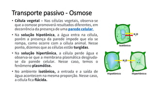 Transporte passivo - Osmose
• Célula vegetal – Nas células vegetais, observa-se
que a osmose promoverá resultados diferentes, em
decorrência da presença de uma parede celular.
• Na solução hipotônica, a água entra na célula,
porém a presença da parede impede que ela se
rompa, como ocorre com a célula animal. Nesse
ponto, dizemos que as células estão turgidas.
• Na solução hipertônica, a célula perde água e
observa-se que a membrana plasmática desgruda-
se da parede celular. Nesse caso, temos o
fenômeno plasmólise.
• No ambiente isotônico, a entrada e a saída de
água acontecem na mesma proporção. Nesse caso,
a célula fica flácida.
 