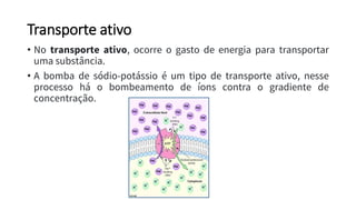 Transporte ativo
• No transporte ativo, ocorre o gasto de energia para transportar
uma substância.
• A bomba de sódio-potássio é um tipo de transporte ativo, nesse
processo há o bombeamento de íons contra o gradiente de
concentração.
 