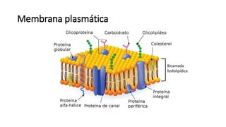 Membrana plasmática
Bicamada
fosfolipídica
 