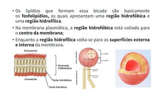 • Os lipídios que formam essa bicada são basicamente
os fosfolipídios, os quais apresentam uma região hidrofóbica e
uma região hidrofílica.
• Na membrana plasmática, a região hidrofóbica está voltada para
o centro da membrana;
• Enquanto a região hidrofílica volta-se para as superfícies externa
e interna da membrana.
 