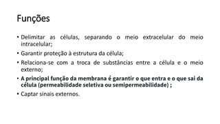 Funções
• Delimitar as células, separando o meio extracelular do meio
intracelular;
• Garantir proteção à estrutura da célula;
• Relaciona-se com a troca de substâncias entre a célula e o meio
externo;
• A principal função da membrana é garantir o que entra e o que sai da
célula (permeabilidade seletiva ou semipermeabilidade) ;
• Captar sinais externos.
 