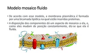 Modelo mosaico fluido
• De acordo com esse modelo, a membrana plasmática é formada
por uma bicamada lipídica na qual estão inseridas proteínas.
• A disposição dos componentes dá um aspecto de mosaico a ela, e,
como eles mudam de posição constantemente, diz-se que ela é
fluída.
 