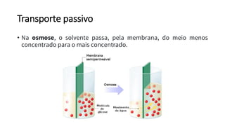 Transporte passivo
• Na osmose, o solvente passa, pela membrana, do meio menos
concentrado para o mais concentrado.
 