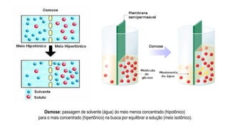 Osmose: passagem de solvente (água) do meio menos concentrado (hipotônico)
para o mais concentrado (hipertônico) na busca por equilibrar a solução (meio isotônico).
 