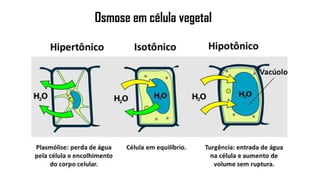 Osmose em célula vegetal
 