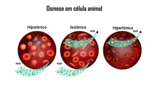 Osmose em célula animal
 