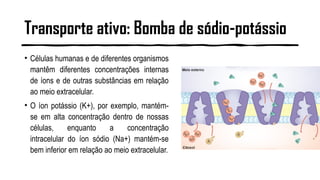 Transporte ativo: Bomba de sódio-potássio
• Células humanas e de diferentes organismos
mantêm diferentes concentrações internas
de íons e de outras substâncias em relação
ao meio extracelular.
• O íon potássio (K+), por exemplo, mantém-
se em alta concentração dentro de nossas
células, enquanto a concentração
intracelular do íon sódio (Na+) mantém-se
bem inferior em relação ao meio extracelular.
 