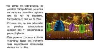 • Na bomba de sódio-potássio, as
proteínas transportadoras presentes
na membrana plasmática capturam
íons de Na+ no citoplasma,
transportando-os para fora da célula.
• Enquanto isso, no lado extracelular
as proteínas transportadoras
capturam íons K+ transportando-as
para o citoplasma.
• Esse processo compensa a difusão
espontânea desses íons, mantendo
suas concentrações diferenciadas
dentro e fora da célula.
 