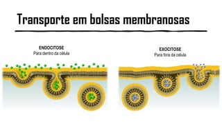 Transporte em bolsas membranosas
ENDOCITOSE
Para dentro da célula
EXOCITOSE
Para fora da célula
 