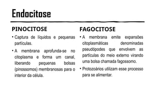 Endocitose
PINOCITOSE
• Captura de líquidos e pequenas
partículas.
• A membrana aprofunda-se no
citoplasma e forma um canal,
liberando pequenas bolsas
(pinossomos) membranosas para o
interior da célula.
FAGOCITOSE
• A membrana emite expansões
citoplasmáticas denominadas
pseudópodes que envolvem as
partículas do meio externo virando
uma bolsa chamada fagossomo.
• Protozoários utilizam esse processo
para se alimentar.
 