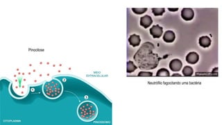 Neutrófilo fagocitando uma bactéria
Pinocitose
 