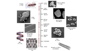 Membrana Plasmática definições e funções.pptx
