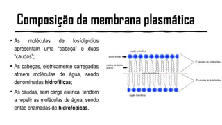 Composição da membrana plasmática
• As moléculas de fosfolipídios
apresentam uma “cabeça” e duas
“caudas”;
• As cabeças, eletricamente carregadas
atraem moléculas de água, sendo
denominadas hidrofílicas;
• As caudas, sem carga elétrica, tendem
a repelir as moléculas de água, sendo
então chamadas de hidrofóbicas.
 