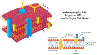 Modelo do mosaico fluido
Proposto em 1972 por
Jonathan Singer e Garth Nicolson
 