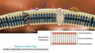 Modelo do mosaico fluido
Confere estabilidade e dinamismo às biomembranas
 
