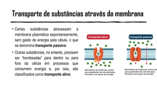 Transporte de substâncias através da membrana
• Certas substâncias atravessam a
membrana plasmática espontaneamente,
sem gasto de energia pela célula, o que
se denomina transporte passivo.
• Outras substâncias, no entanto, precisam
ser “bombeadas” para dentro ou para
fora da célula em processos que
consomem energia e, por isso, são
classificados como transporte ativo.
 
