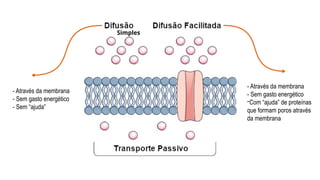 - Através da membrana
- Sem gasto energético
- Sem “ajuda”
- Através da membrana
- Sem gasto energético
-Com “ajuda” de proteínas
que formam poros através
da membrana
Simples
 