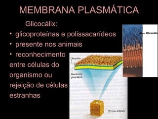 MEMBRANA PLASMÁTICA
      Glicocálix:
• glicoproteínas e polissacarídeos
• presente nos animais
• reconhecimento
entre células do
organismo ou
rejeição de células
estranhas
 