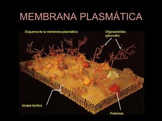 MEMBRANA PLASMÁTICA
 