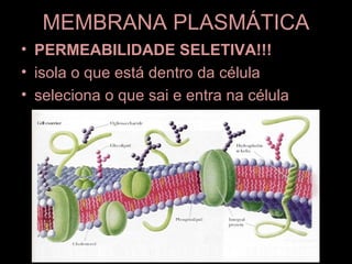 MEMBRANA PLASMÁTICA
• PERMEABILIDADE SELETIVA!!!
• isola o que está dentro da célula
• seleciona o que sai e entra na célula
 