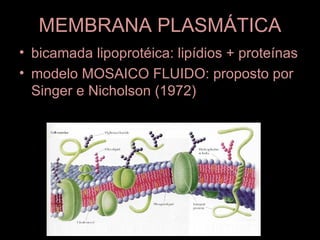 MEMBRANA PLASMÁTICA
• bicamada lipoprotéica: lipídios + proteínas
• modelo MOSAICO FLUIDO: proposto por
  Singer e Nicholson (1972)
 
